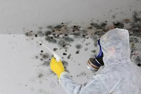 Best Emergency Mold Remediation in Stowell, TX